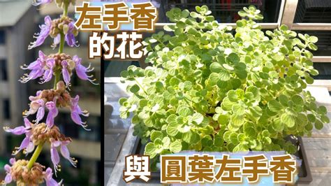 左手香 風水|左手香開花風水：點解要小心擺放？